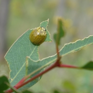 Paropsisterna cloelia at Isaacs Ridge and Nearby - 2 Jan 2024 04:51 PM