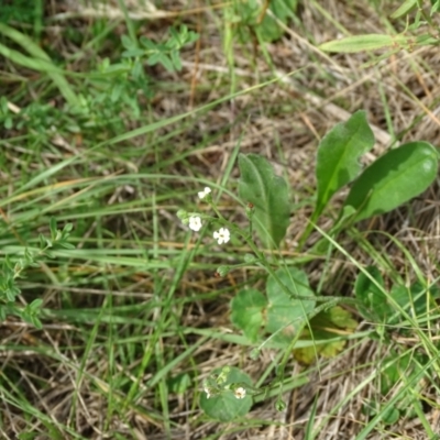 Hackelia suaveolens (Sweet Hounds Tongue) at Isaacs Ridge and Nearby - 2 Jan 2024 by Mike