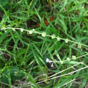 Cynoglossum australe at Isaacs Ridge and Nearby - 2 Jan 2024 05:10 PM