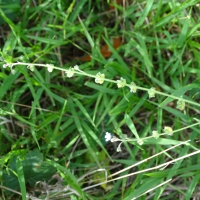 Cynoglossum australe (Australian Forget-me-not) at Isaacs, ACT - 2 Jan 2024 by Mike