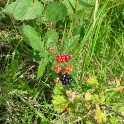 Rubus anglocandicans (Blackberry) at Isaacs, ACT - 2 Jan 2024 by Mike