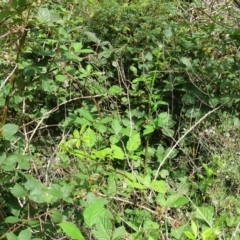 Rubus anglocandicans at Isaacs Ridge and Nearby - 2 Jan 2024