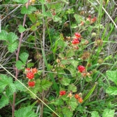 Rubus parvifolius (Native Raspberry) at Isaacs, ACT - 2 Jan 2024 by Mike