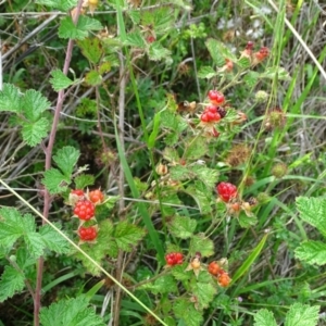 Rubus parvifolius at Isaacs Ridge and Nearby - 2 Jan 2024