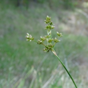 Juncus vaginatus at Isaacs Ridge and Nearby - 2 Jan 2024 05:31 PM