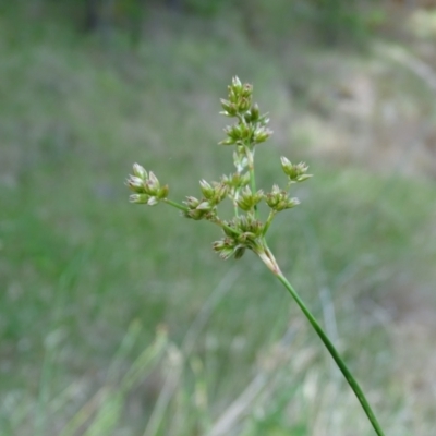 Juncus vaginatus (Clustered Rush) at Isaacs Ridge and Nearby - 2 Jan 2024 by Mike