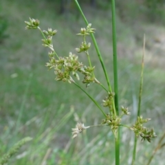 Juncus vaginatus at Isaacs Ridge and Nearby - 2 Jan 2024 05:31 PM