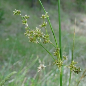 Juncus vaginatus at Isaacs Ridge and Nearby - 2 Jan 2024