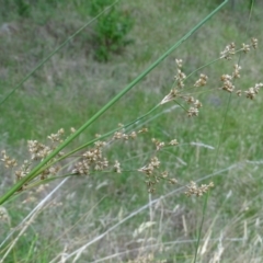 Juncus vaginatus at Isaacs Ridge and Nearby - 2 Jan 2024 05:31 PM