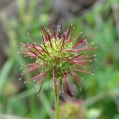 Acaena novae-zelandiae (Bidgee Widgee) at Isaacs Ridge and Nearby - 2 Jan 2024 by Mike