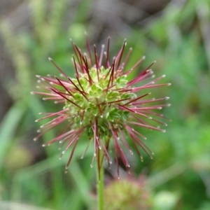 Acaena novae-zelandiae at Isaacs Ridge and Nearby - 2 Jan 2024 05:12 PM