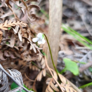 Viola silicestris at Monga National Park - 2 Jan 2024