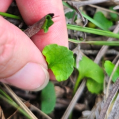 Viola silicestris at Monga National Park - 2 Jan 2024