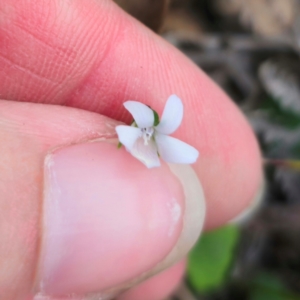 Viola silicestris at Monga National Park - 2 Jan 2024