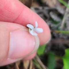 Viola silicestris at Monga National Park - 2 Jan 2024