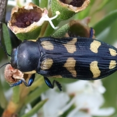 Castiarina octospilota (A Jewel Beetle) at Braidwood, NSW - 2 Jan 2024 by jb2602