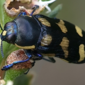 Castiarina octospilota at QPRC LGA - 2 Jan 2024 01:57 PM