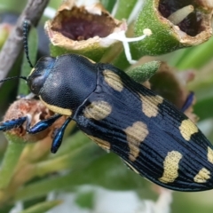 Castiarina octospilota at QPRC LGA - 2 Jan 2024