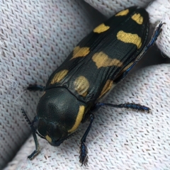 Castiarina octospilota at QPRC LGA - 2 Jan 2024 01:57 PM