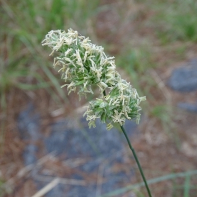 Dactylis glomerata (Cocksfoot) at Isaacs Ridge and Nearby - 2 Jan 2024 by Mike