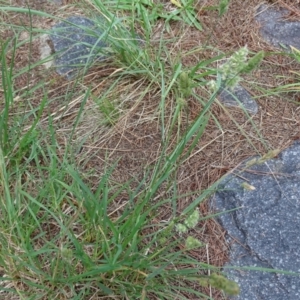 Dactylis glomerata at Isaacs Ridge and Nearby - 2 Jan 2024