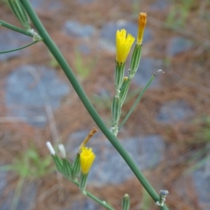 Chondrilla juncea at Isaacs Ridge and Nearby - 2 Jan 2024 05:35 PM