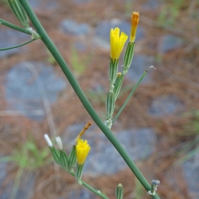 Chondrilla juncea (Skeleton Weed) at Isaacs, ACT - 2 Jan 2024 by Mike