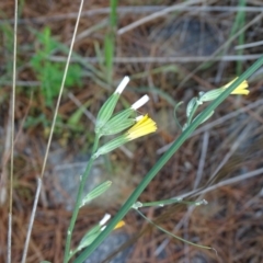 Chondrilla juncea at Isaacs Ridge and Nearby - 2 Jan 2024 05:35 PM