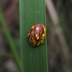 Paropsis maculata (Spotted leaf beetle) at QPRC LGA - 2 Jan 2024 by Csteele4