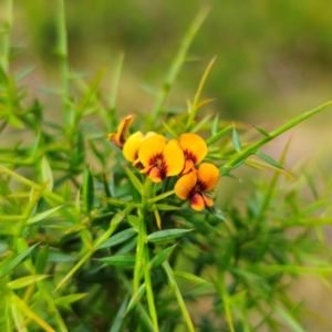 Daviesia ulicifolia at QPRC LGA - 2 Jan 2024