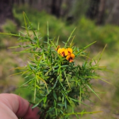 Daviesia ulicifolia at QPRC LGA - 2 Jan 2024