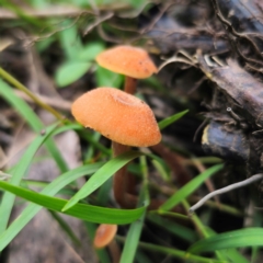 Laccaria sp. (Laccaria) at Monga, NSW - 2 Jan 2024 by Csteele4