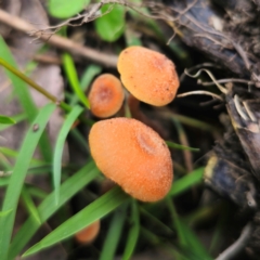 Laccaria sp. at QPRC LGA - 2 Jan 2024