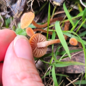 Laccaria sp. at QPRC LGA - 2 Jan 2024