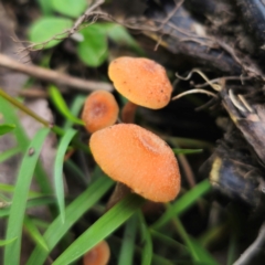 Laccaria sp. at QPRC LGA - 2 Jan 2024