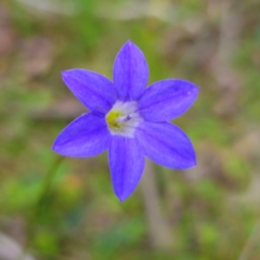 Wahlenbergia sp. (Bluebell) at Monga National Park - 2 Jan 2024 by Csteele4
