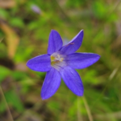 Wahlenbergia sp. at QPRC LGA - 2 Jan 2024