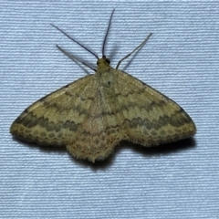 Scopula rubraria (Reddish Wave, Plantain Moth) at Numeralla, NSW - 28 Dec 2023 by SteveBorkowskis