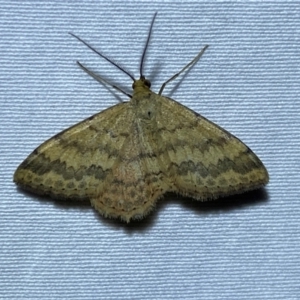 Scopula rubraria at Numeralla, NSW - suppressed