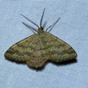 Scopula rubraria at Numeralla, NSW - suppressed