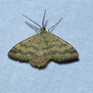 Scopula rubraria at Numeralla, NSW - suppressed