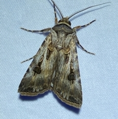 Agrotis munda (Brown Cutworm) at Numeralla, NSW - 28 Dec 2023 by SteveBorkowskis