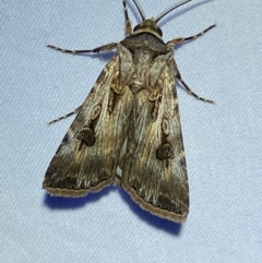 Agrotis munda at Numeralla, NSW - suppressed