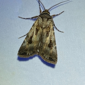 Agrotis munda at Numeralla, NSW - 28 Dec 2023