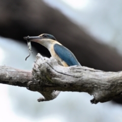 Todiramphus sanctus (Sacred Kingfisher) at Wollondilly Local Government Area - 2 Jan 2024 by Freebird