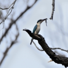 Todiramphus sanctus at Wollondilly Local Government Area - 2 Jan 2024