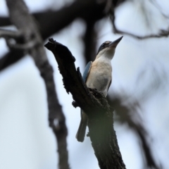 Todiramphus sanctus at Wollondilly Local Government Area - 2 Jan 2024