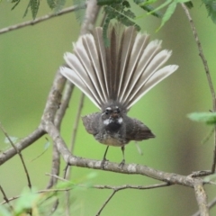 Rhipidura albiscapa (Grey Fantail) at Thirlmere, NSW - 2 Jan 2024 by Freebird