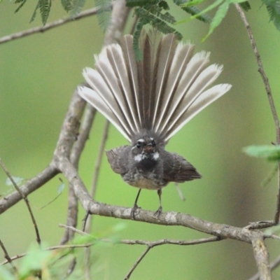 Rhipidura albiscapa (Grey Fantail) at Wollondilly Local Government Area - 2 Jan 2024 by Freebird