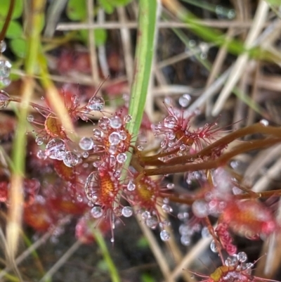 Drosera peltata (Shield Sundew) at Namadgi National Park - 1 Jan 2024 by NedJohnston